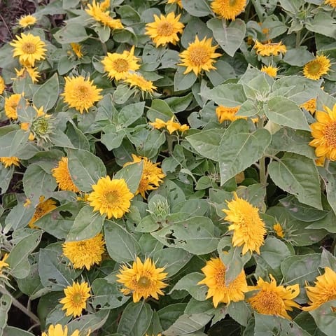 Sunflower (any colour) in 4 Inch Nursery Bag