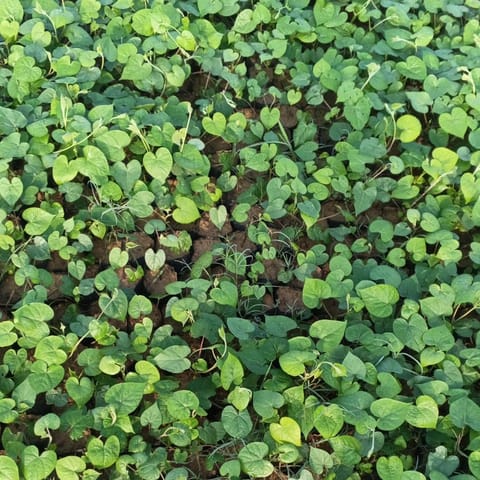 Ipomea / Sweet Potato Vine Green in 3 Inch Nursery Bag