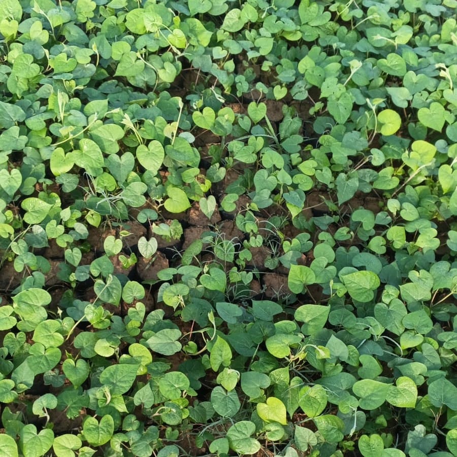 Ipomea Morning Glory in 3 Inch Nursery Bag | Foliage | Outdoor