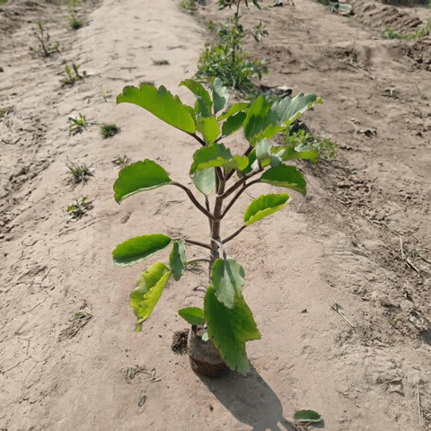 Pattharchata / Kalanchoe Pinnata in 4 Inch Nursery Bag