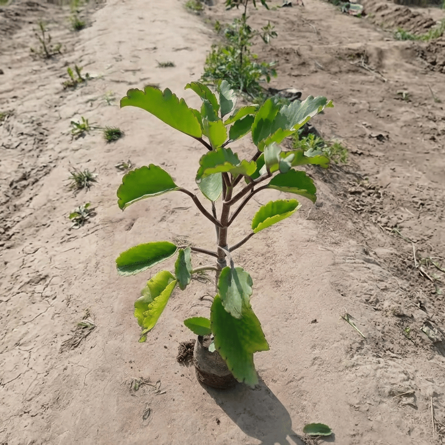 Pattharchata / Kalanchoe Pinnata in 4 Inch Nursery Bag