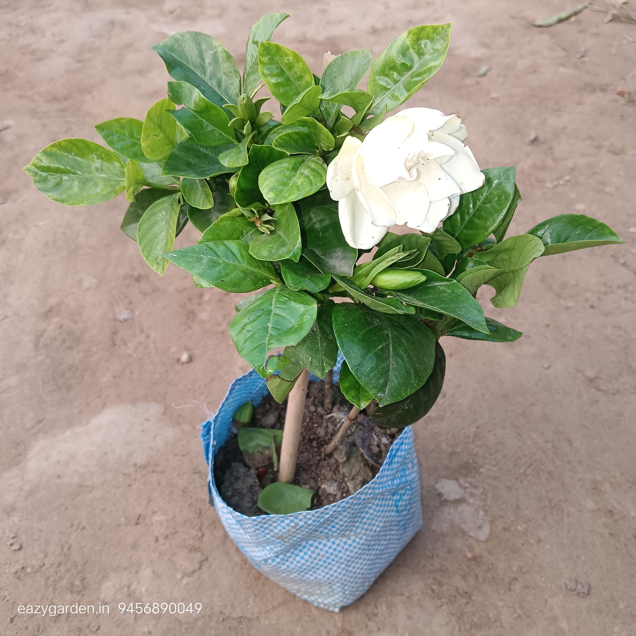 Gandhraj / Gardenia in 8 Inch Nursery Bag