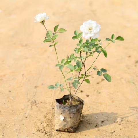 Desi Rose (white) in 4 Inch Nursery Bag