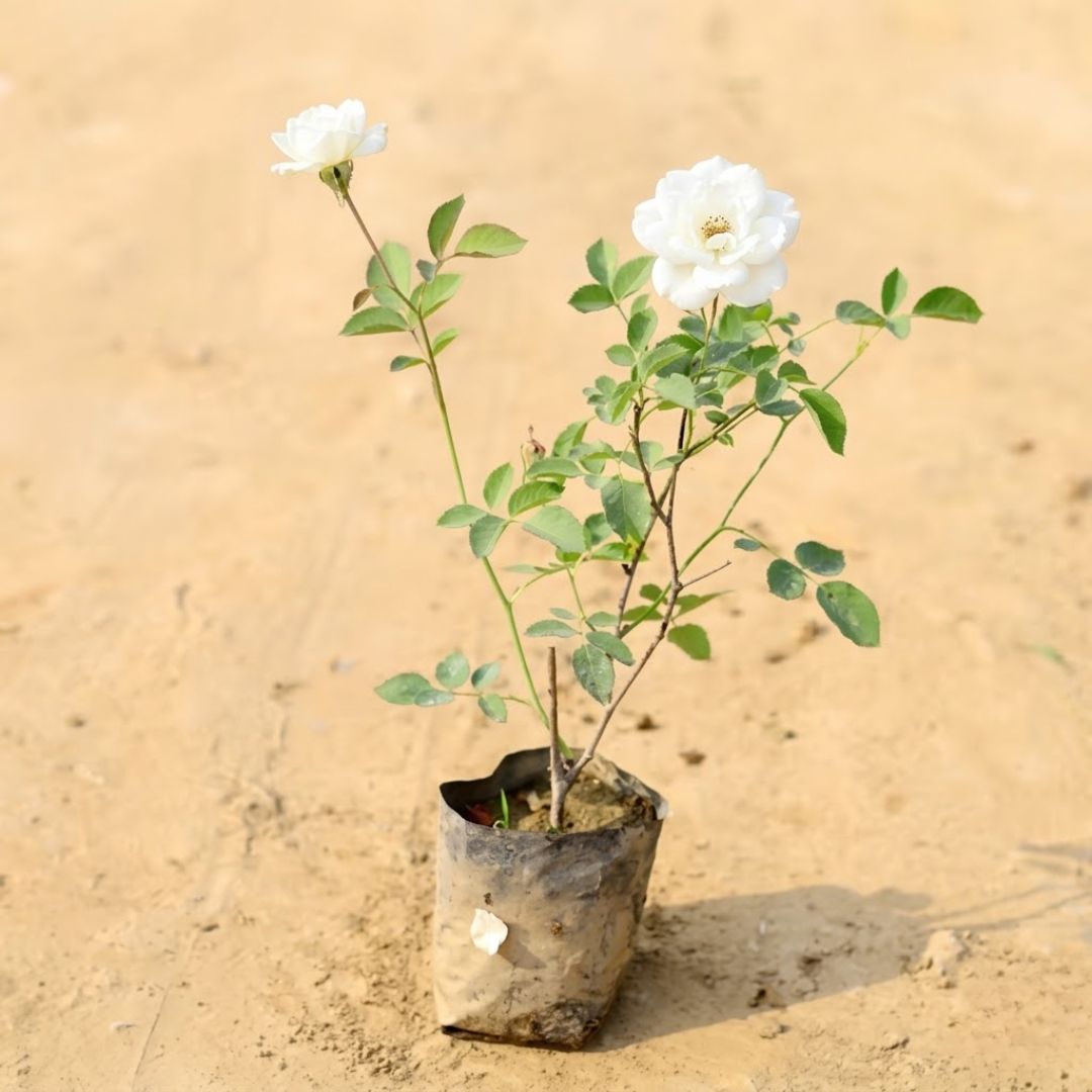 Desi Rose (white) in 4 Inch Nursery Bag