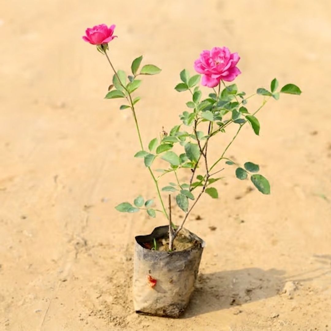 Desi Rose (pink) in 4 Inch Nursery Bag