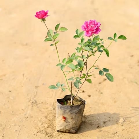 Desi Rose (pink) in 4 Inch Nursery Bag