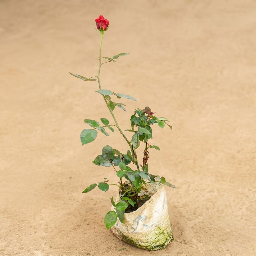English Rose in 8 Inch Nursery Bag
