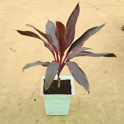 Dracaena rosea in 08 Inch Live Plant White Premium Tokyo Square Plastic Pot