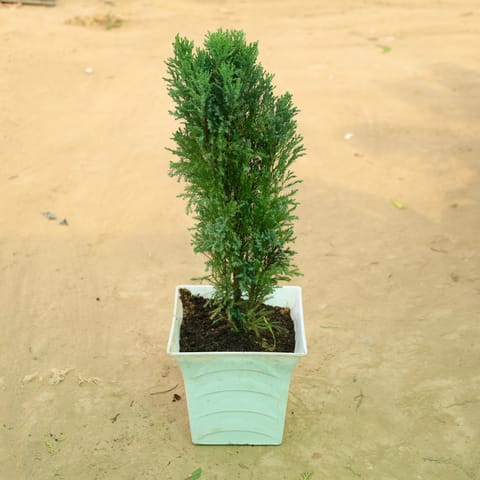 Morpankhi in 08 Inch White Premium Tokyo Square Plastic Pot