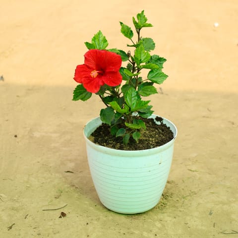 Hibiscus Red in 08 Inch Live Plant White Marble Premium Milo Round Plastic Pot