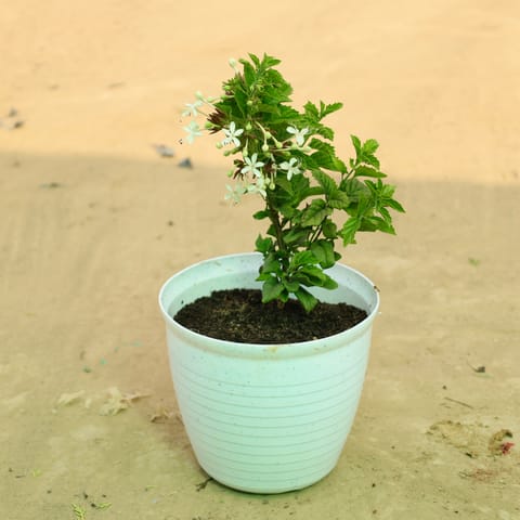 Juhi/ Jasmine in 08 Inch Live Plant White Marble Premium Milo Round Plastic Pot