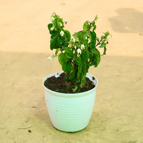 Bleeding Heart in 08 Inch White Marble Premium Milo Round Plastic Pot