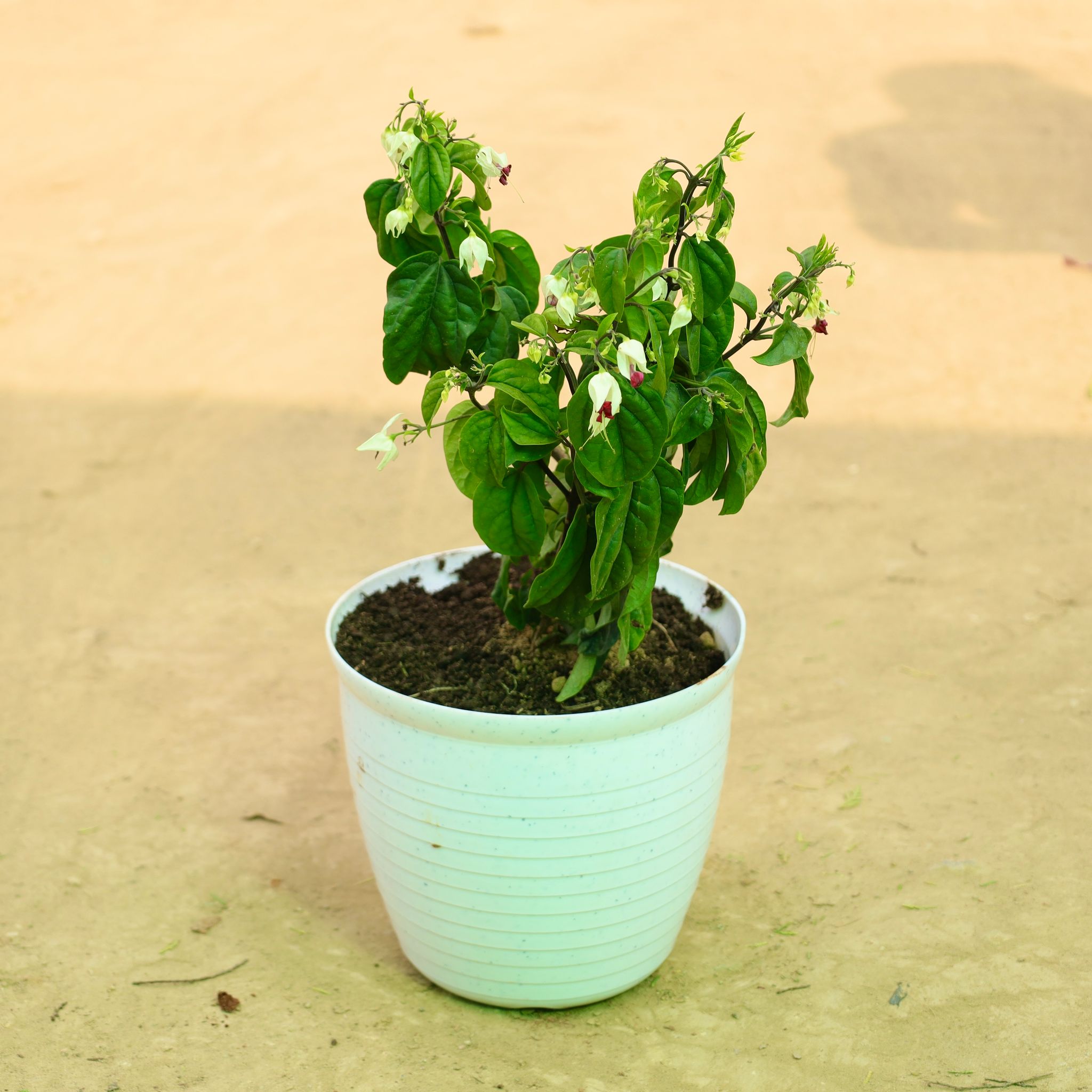 Bleeding Heart in 08 Inch White Marble Premium Milo Round Plastic Pot