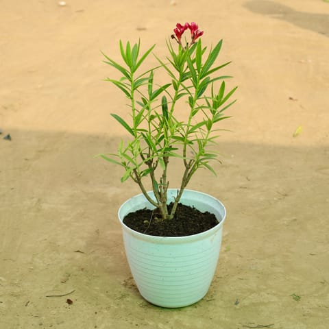 Kaner Red in 08 Inch Live Plant White Marble Premium Milo Round Plastic Pot