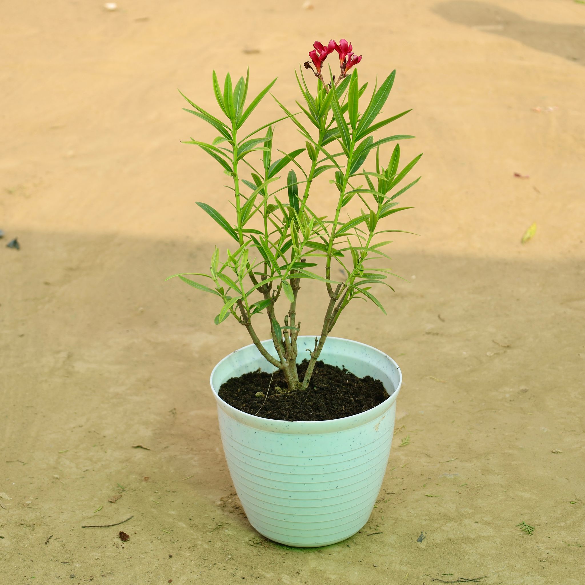 Kaner Red in 08 Inch White Marble Premium Milo Round Plastic Pot