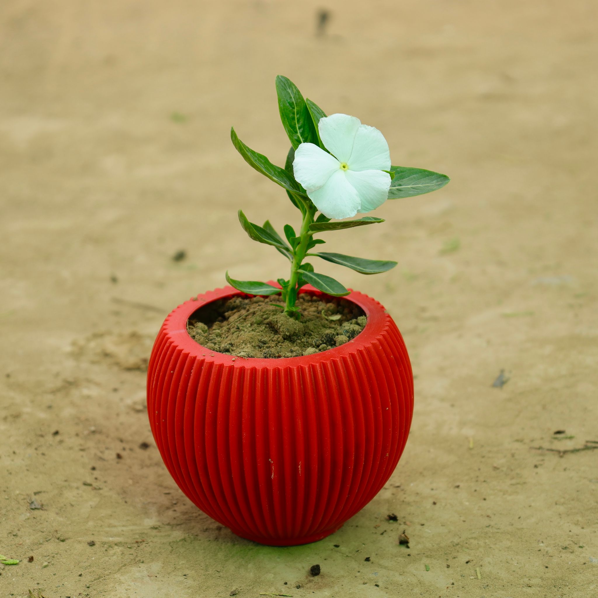 Vinca / Periwinkle / Sadabahar (any colour) in 5 Inch Rose Red Matt Sylvan Plastic Pot