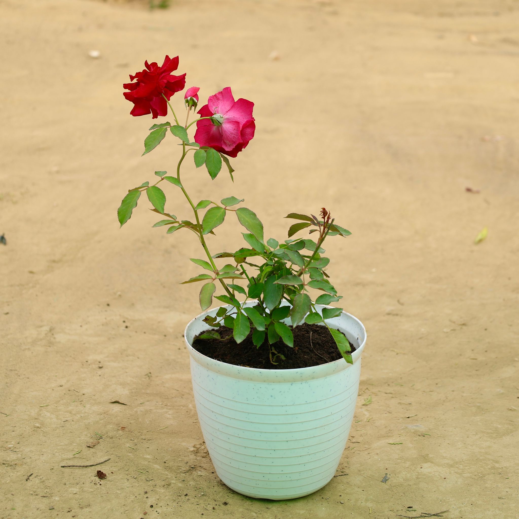 Red Rose Gulaab in 08 Inch White Marble Premium Milo Round Plastic Pot