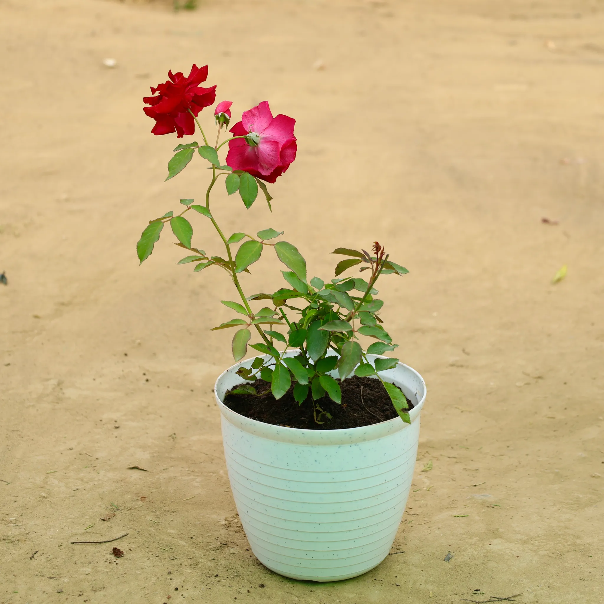 Red Rose Gulaab in 08 Inch White Marble Premium Milo Round Plastic Pot