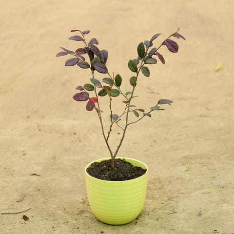 Loropetalum in 4 Inch Live Plant Yellow Avora Premium Plastic Planter | Purple Foliage Charm