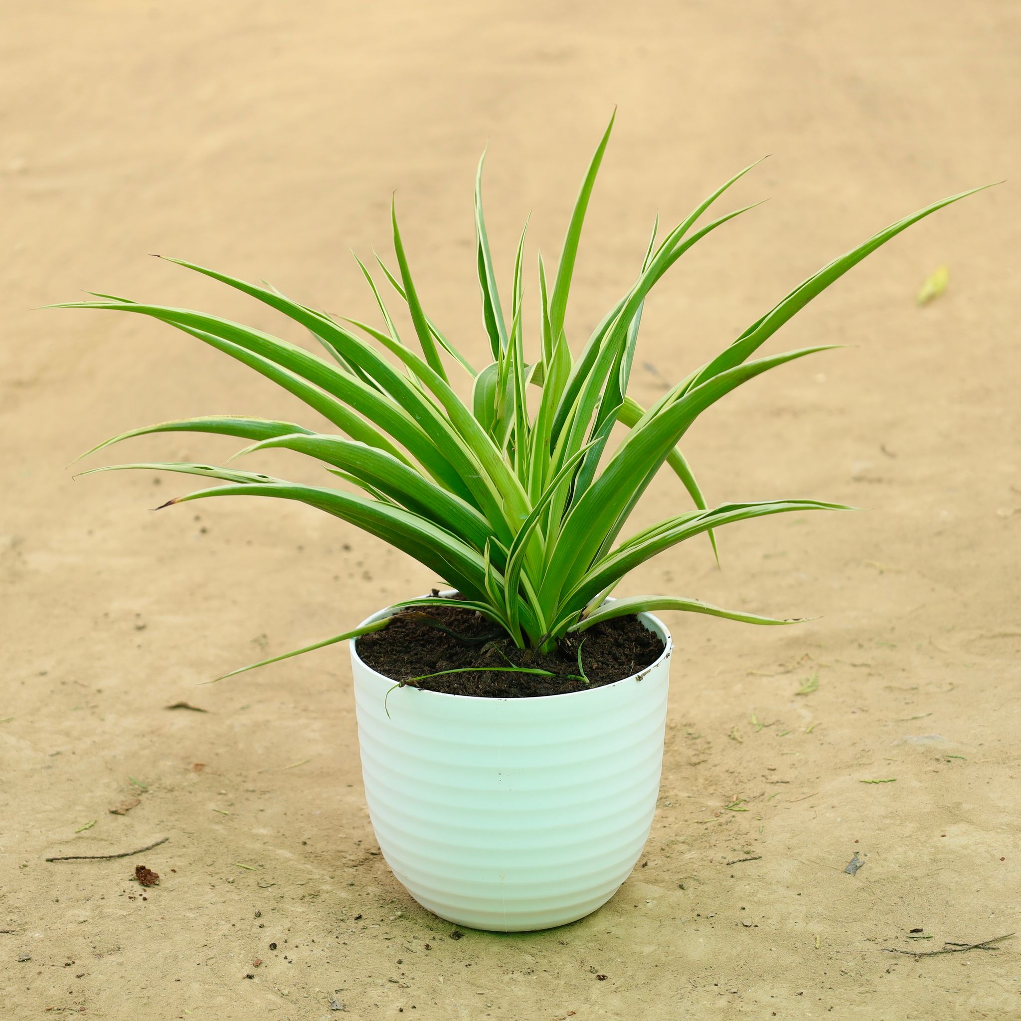 Spider Bushy in 6 Inch White Avora Premium Plastic Planter
