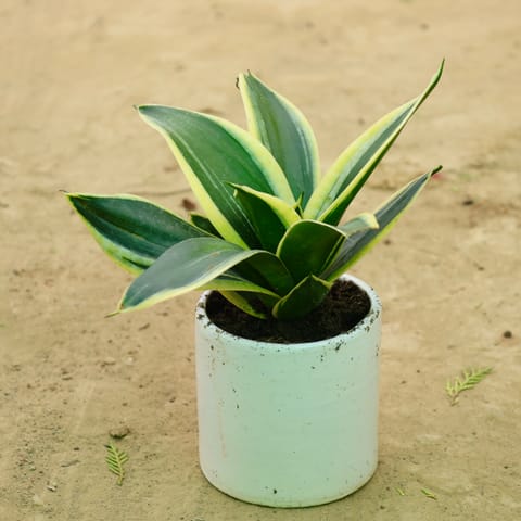 Snake Yellow in 4 Inch Live Plant White Pipe Designer Ceramic Pot