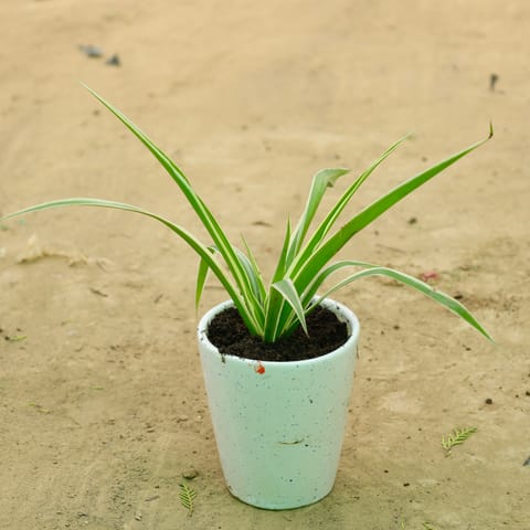 Spider in 5 Inch Live Plant White Balti Glass Ceramic Planter
