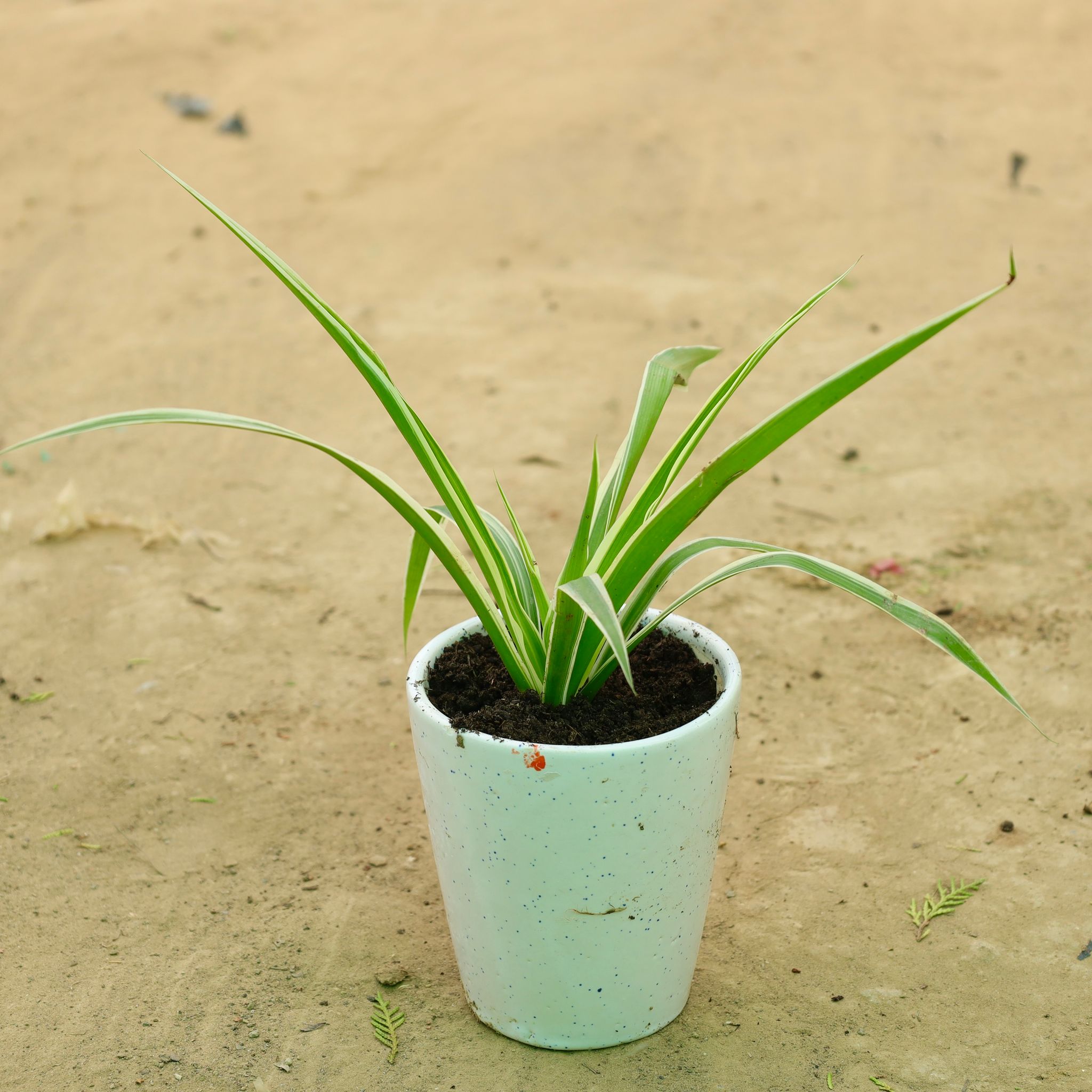 Spider in 5 Inch White Balti Glass Ceramic Planter
