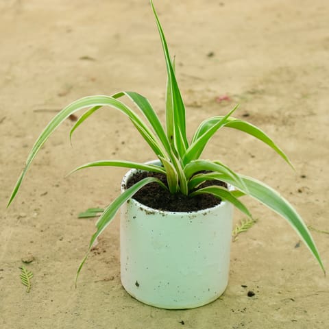 Spider in 4 Inch Live Plant White Pipe Designer Ceramic Pot