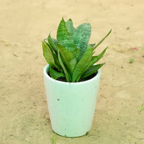 Snake Green in 5 Inch Live Plant White Balti Glass Ceramic Planter