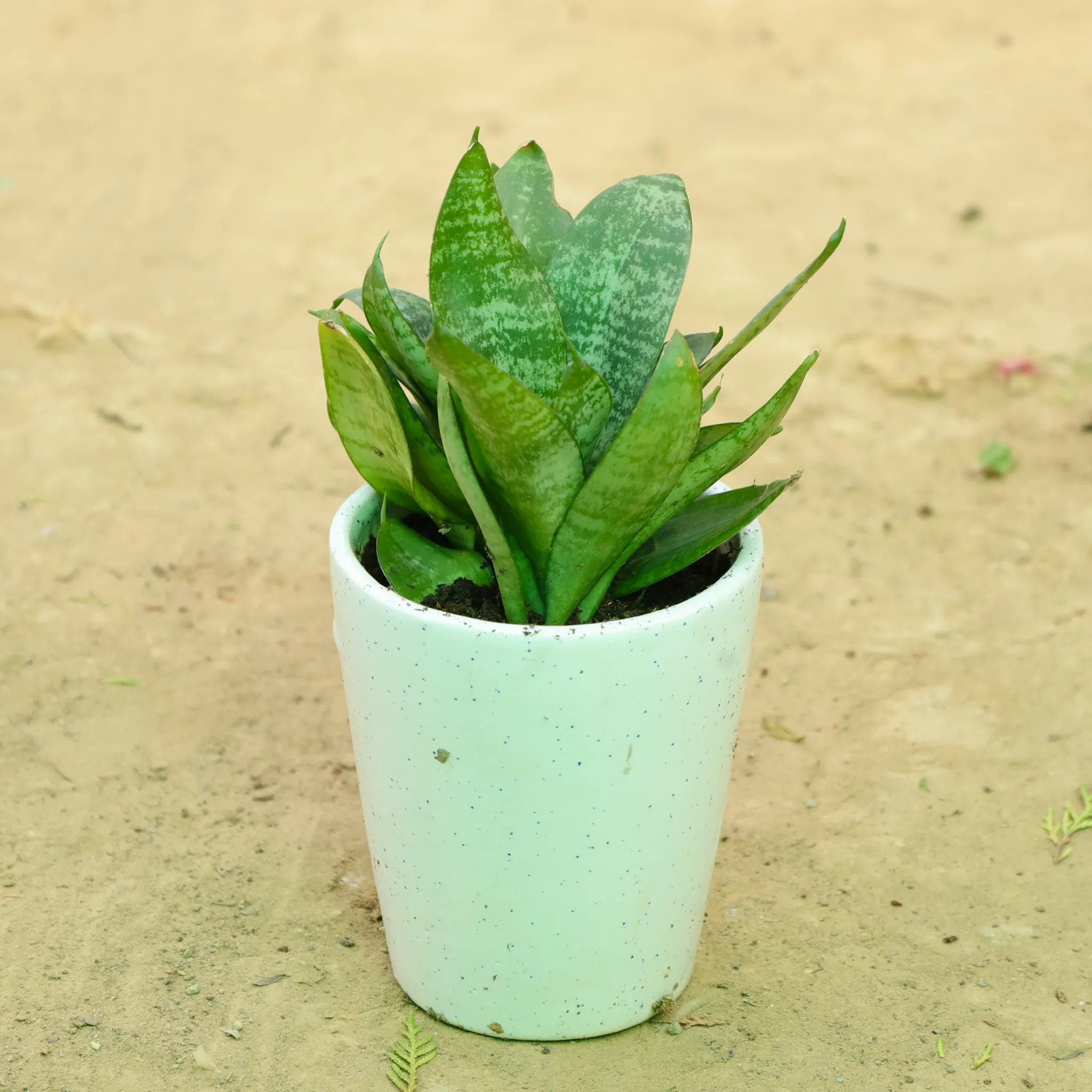Snake Green in 5 Inch White Balti Glass Ceramic Planter