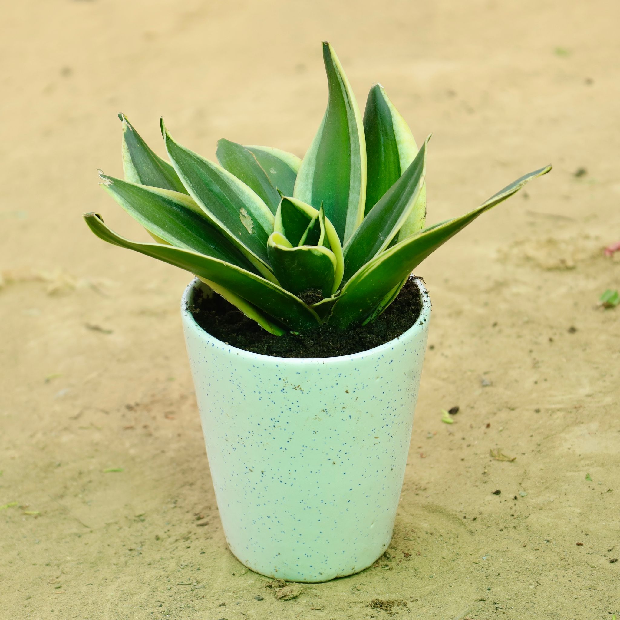 Snake Yellow in 5 Inch White Balti Glass Ceramic Planter