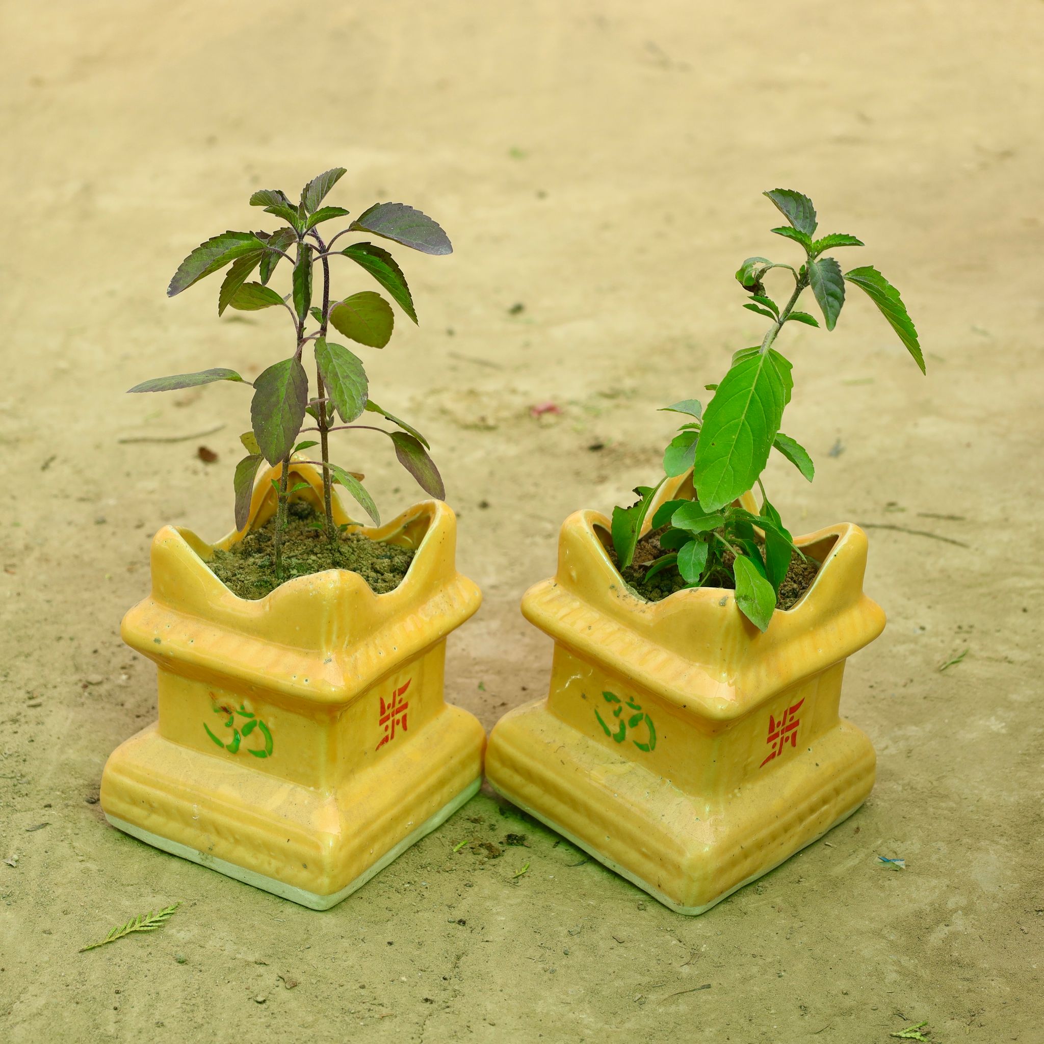 Sacred Twin Blessings: Set of 2 - Rama Tulsi & Shyama Tulsi in 4 Inch Square Shaped Classy Yellow Tulsi Designer Ceramic Pot