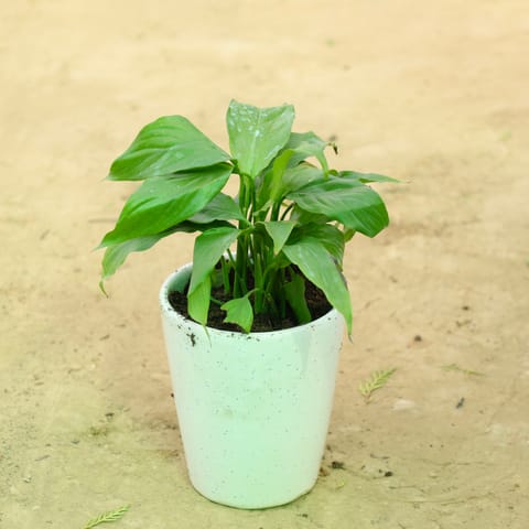 Peace Lily in 5 Inch Live Plant White Balti Glass Ceramic Planter