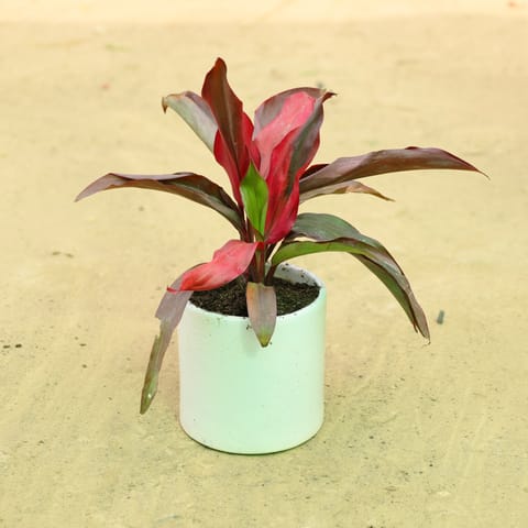 Dracaena Rosea in 4 Inch Live Fresh Plant White Pipe Designer Ceramic Pot in Karol Bagh Delhi