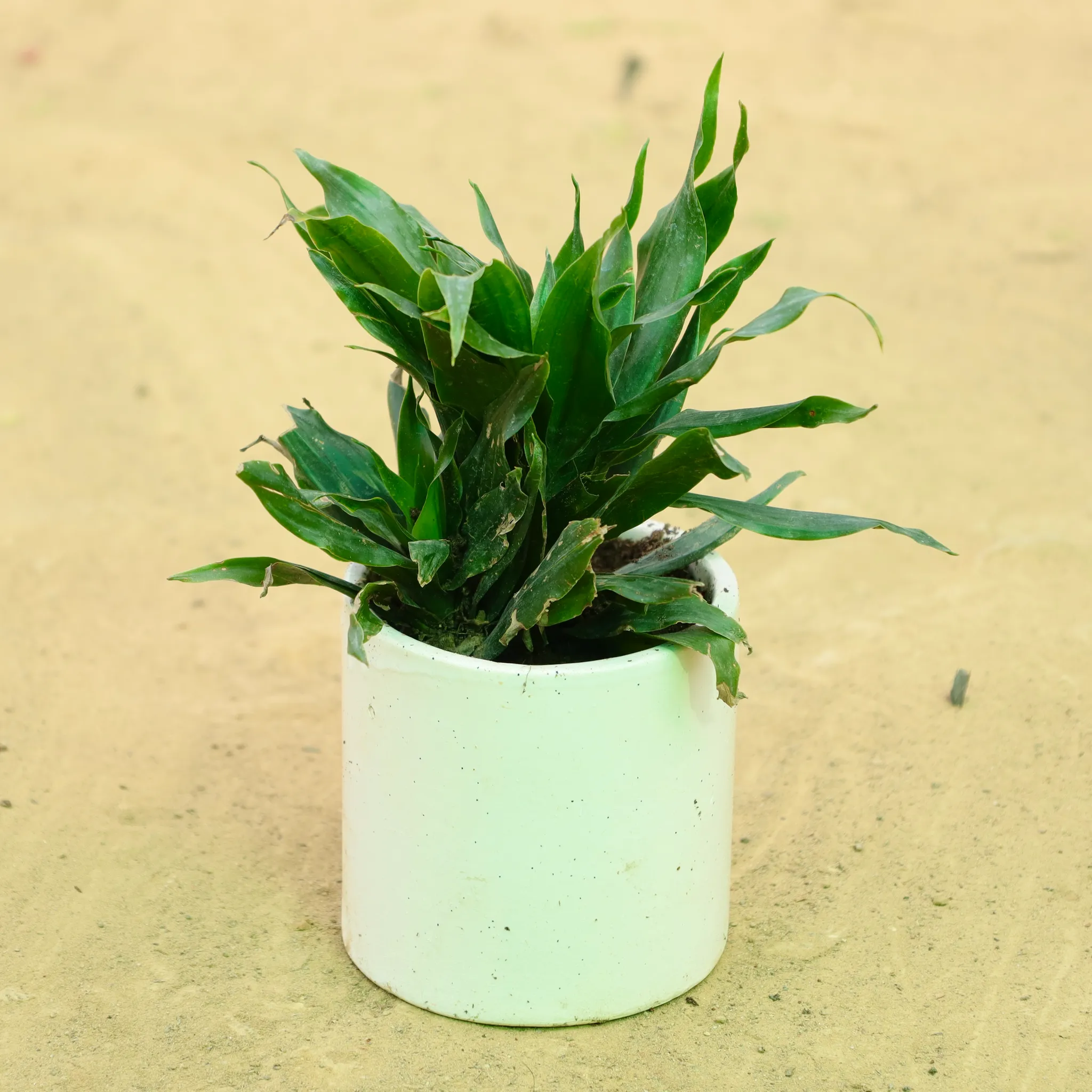 Dracaena Compacta in 4 Inch White Pipe Designer Ceramic Pot