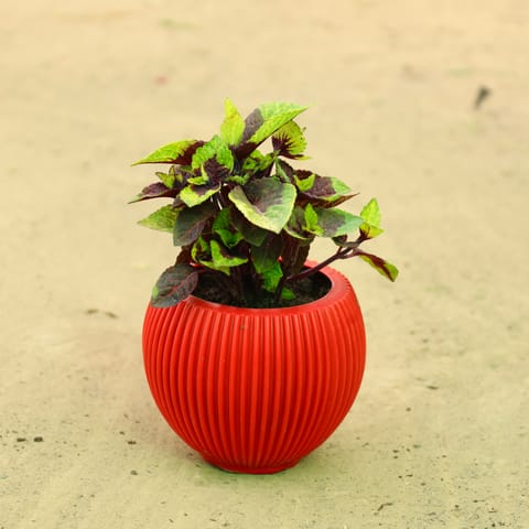 Coleus in 5 Inch Rose Red Matt Sylvan Plastic Pot