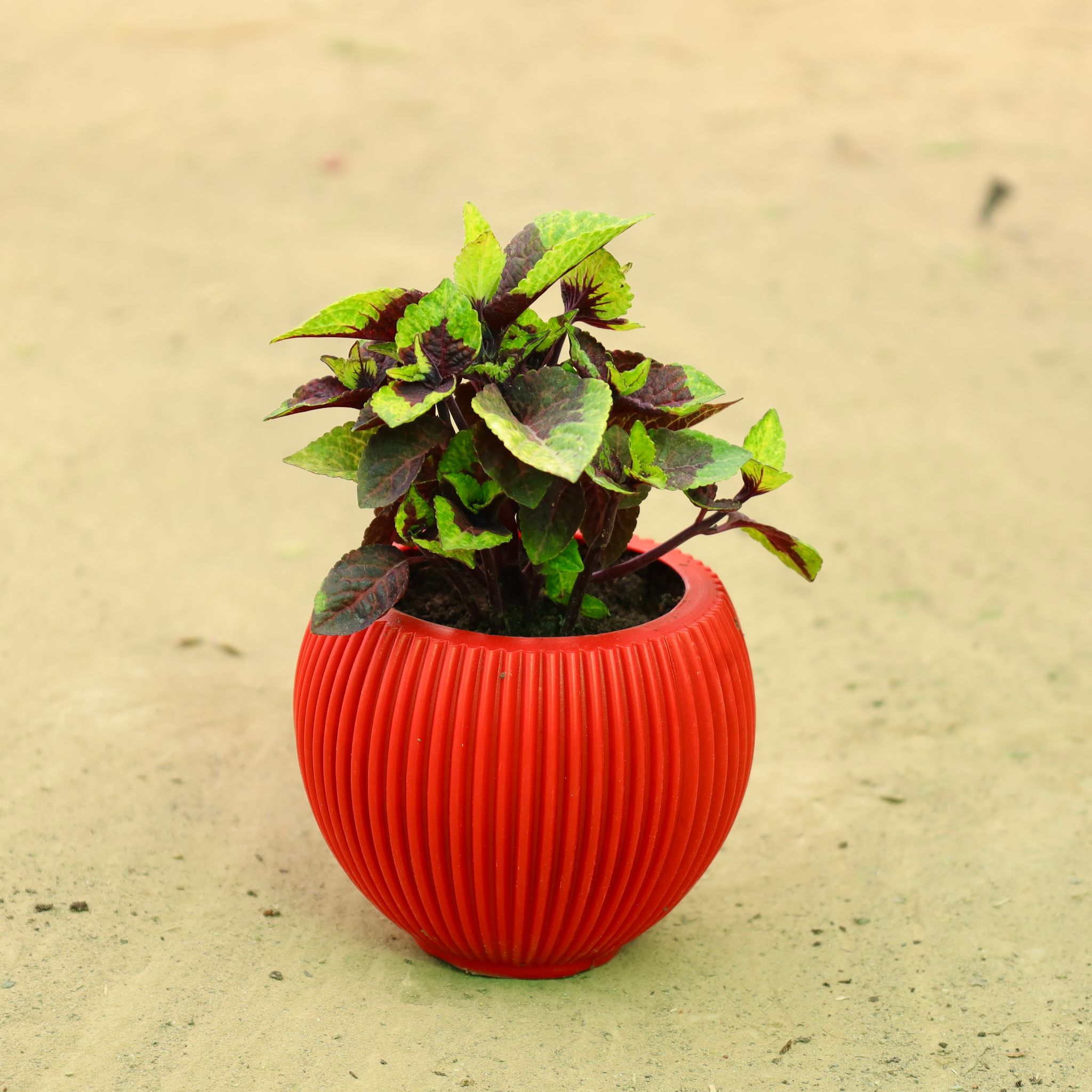 Coleus in 5 Inch Rose Red Matt Sylvan Plastic Pot