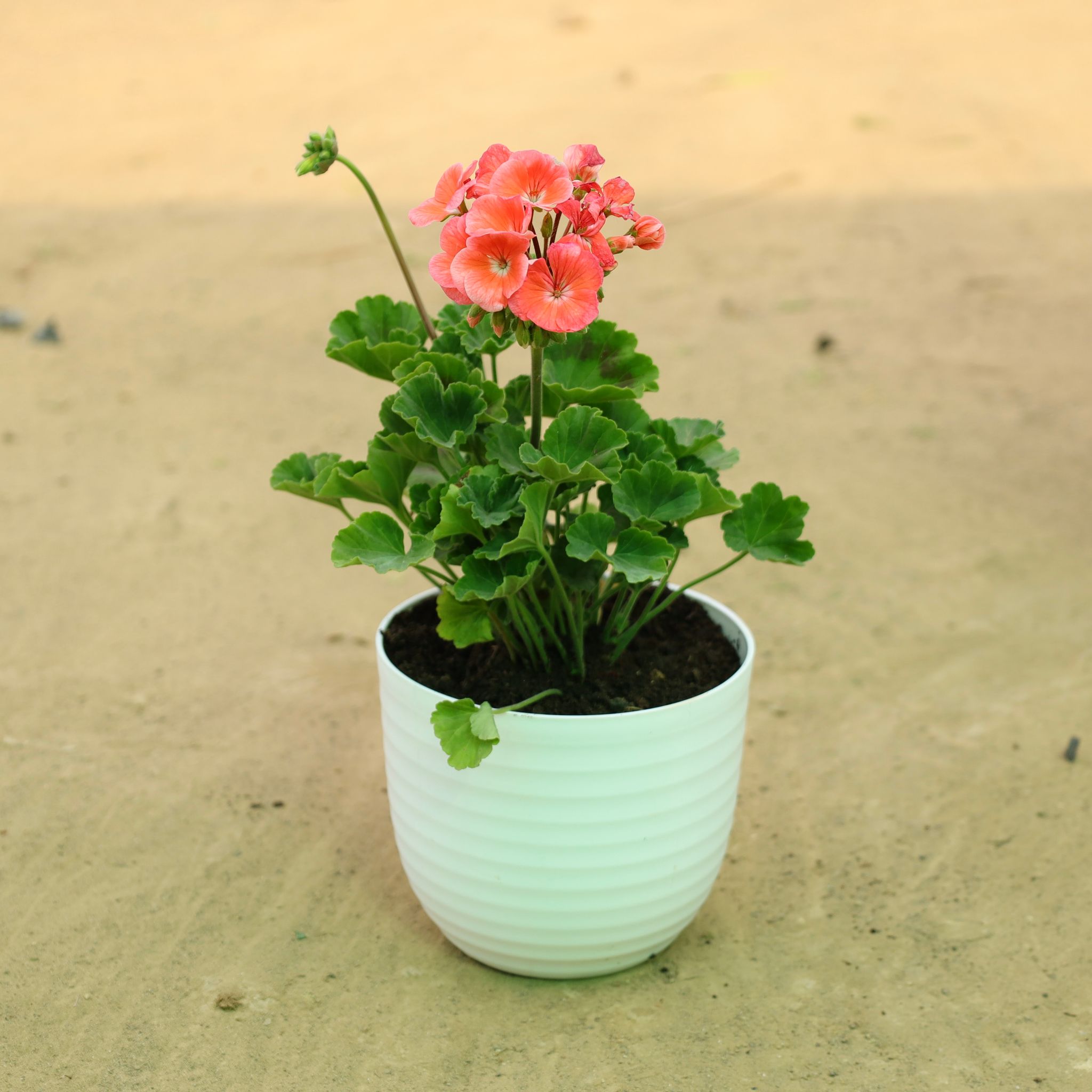 Geranium Red in 6 Inch White Avora Premium Plastic Planter