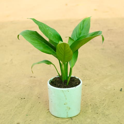 Peace Lily in 4 Inch Live Plant White Pipe Designer Ceramic Pot