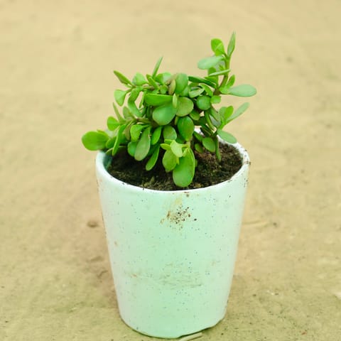 Jade in 5 Inch Live Plant White Balti Glass Ceramic Planter