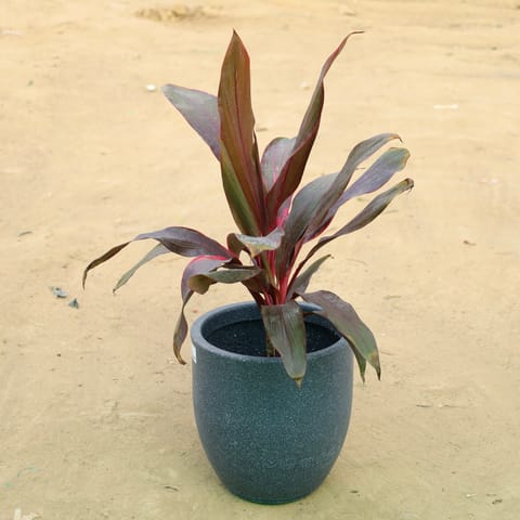 Modern Statement: Dracaena Rosea in 10 X 10 Inch Live Plant Grey Premium Convessa Fiberglass Planter