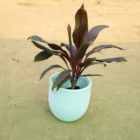 Dracaena Rosea in 10 X 10 Inch Live Plant White Premium Convessa Fiberglass Planter