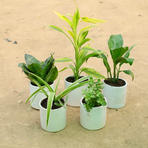 Ultimate Air-Purifying Squad: Set of 5 - Lucky Bamboo, Snake Green, Spider, Jade & Peace Lily in 4 Inch Live Plant White Pipe Designer Ceramic Pot