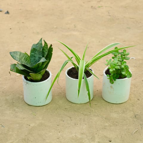 Minimal Care Trio: Set of 3 - Jade, Snake Green & Spider in 4 Inch Live Plant White Pipe Designer Ceramic Pot
