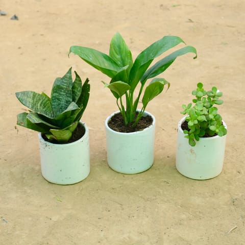 Calm & Clean Trio: Set of 3 - Jade, Snake Green & Peace Lily in 4 Inch Live Plant White Pipe Designer Ceramic Pot