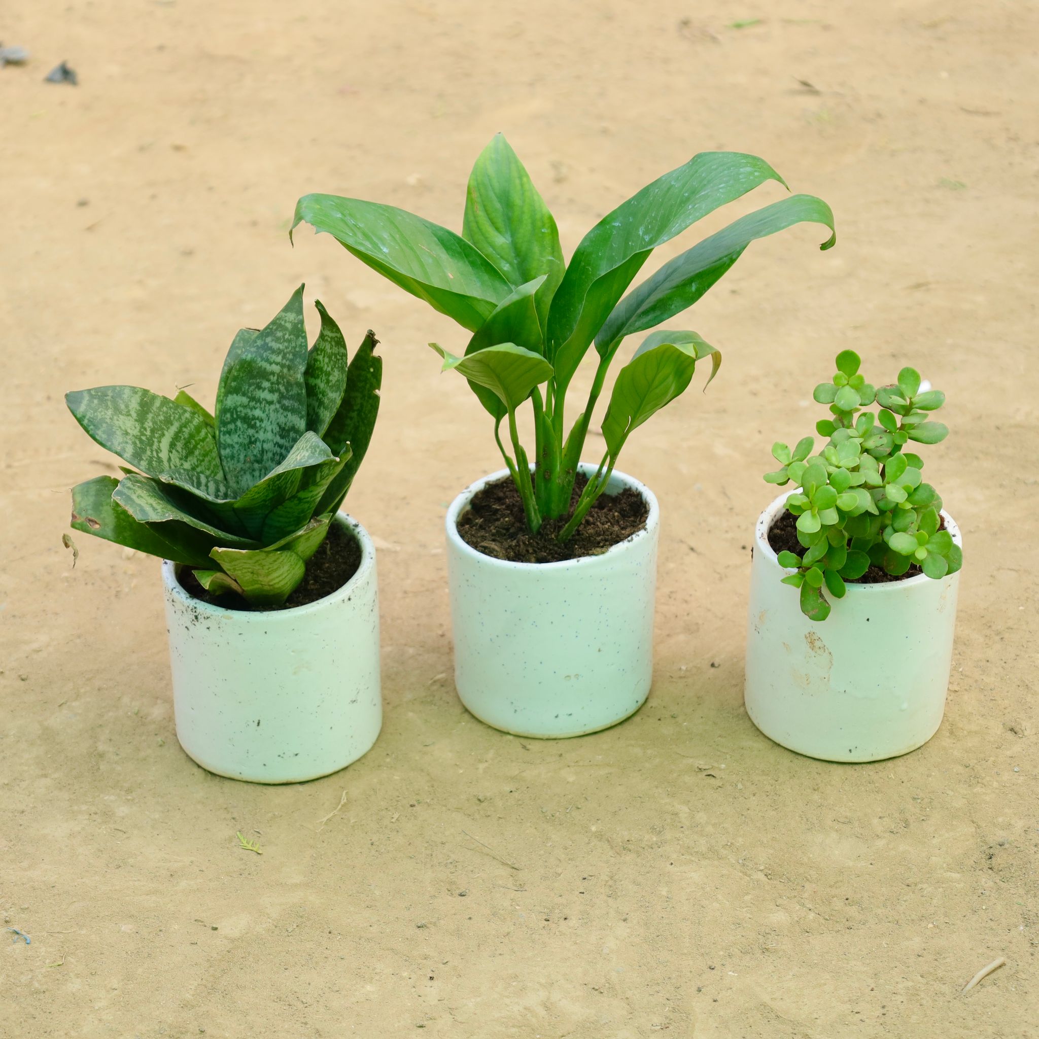 Calm & Clean Trio: Set of 3 - Jade, Snake Green & Peace Lily in 4 Inch White Pipe Designer Ceramic Pot