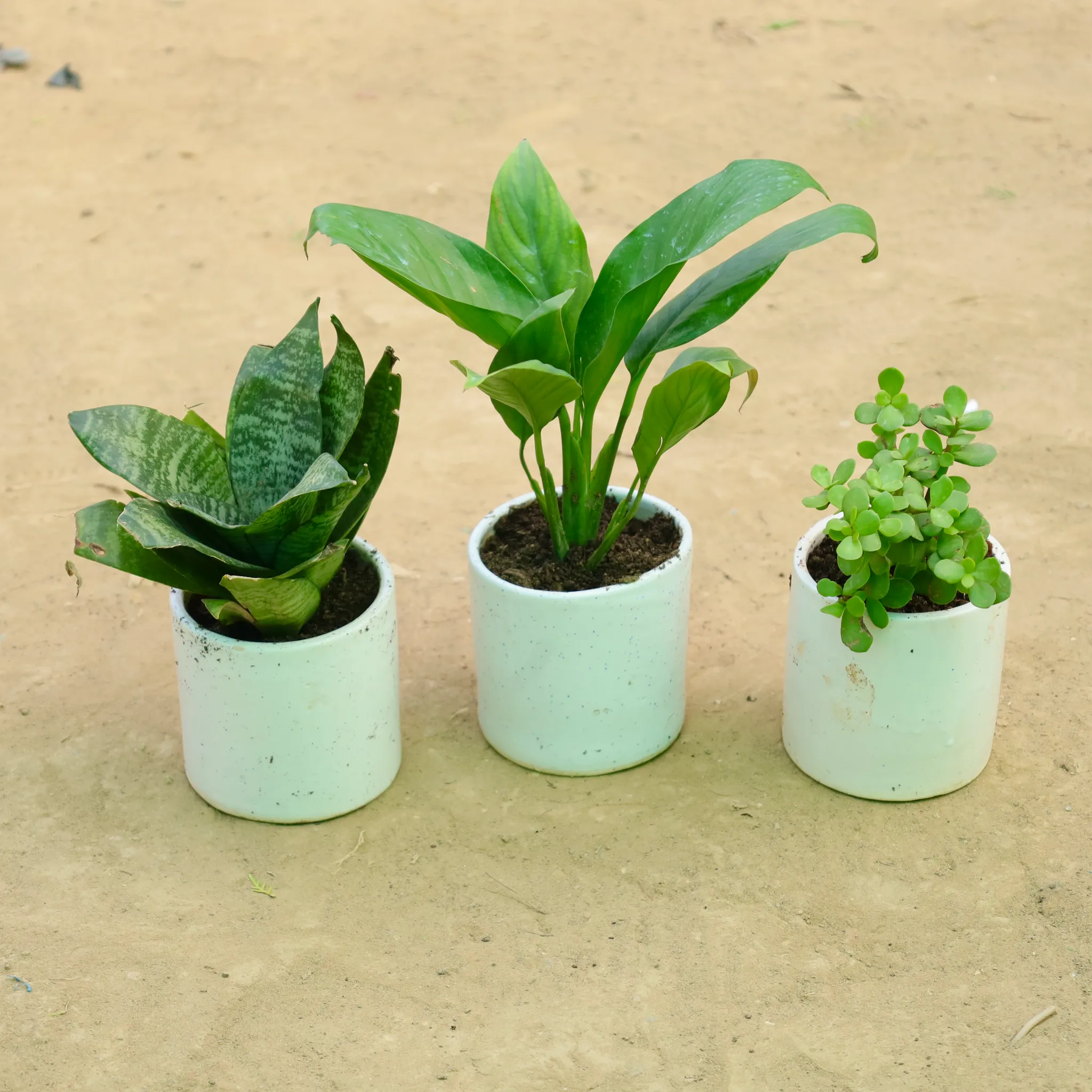 Calm & Clean Trio: Set of 3 - Jade, Snake Green & Peace Lily in 4 Inch White Pipe Designer Ceramic Pot