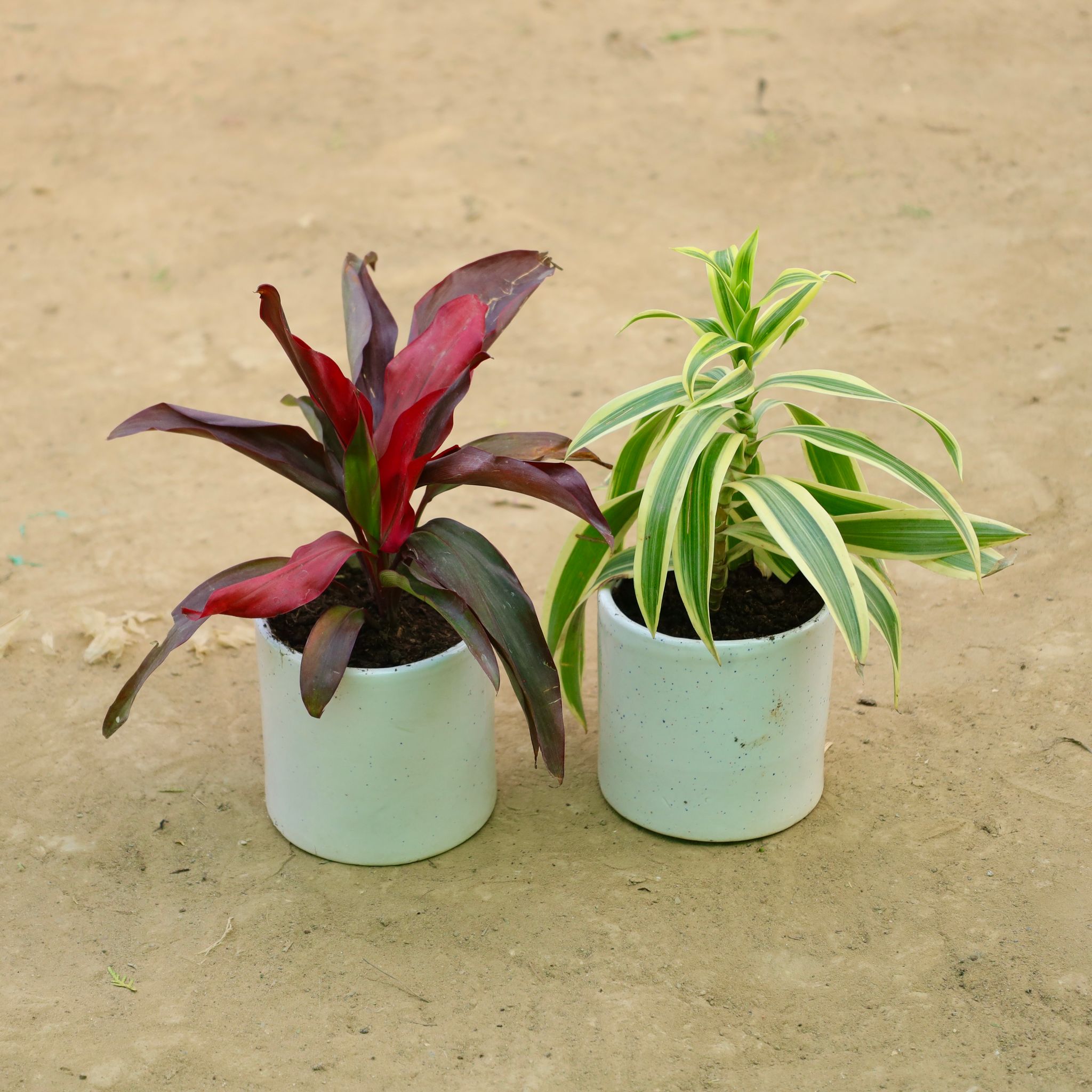 Set of 2 - Dracaena Rosea & Song Of India in 4 Inch White Pipe Designer Ceramic Pot