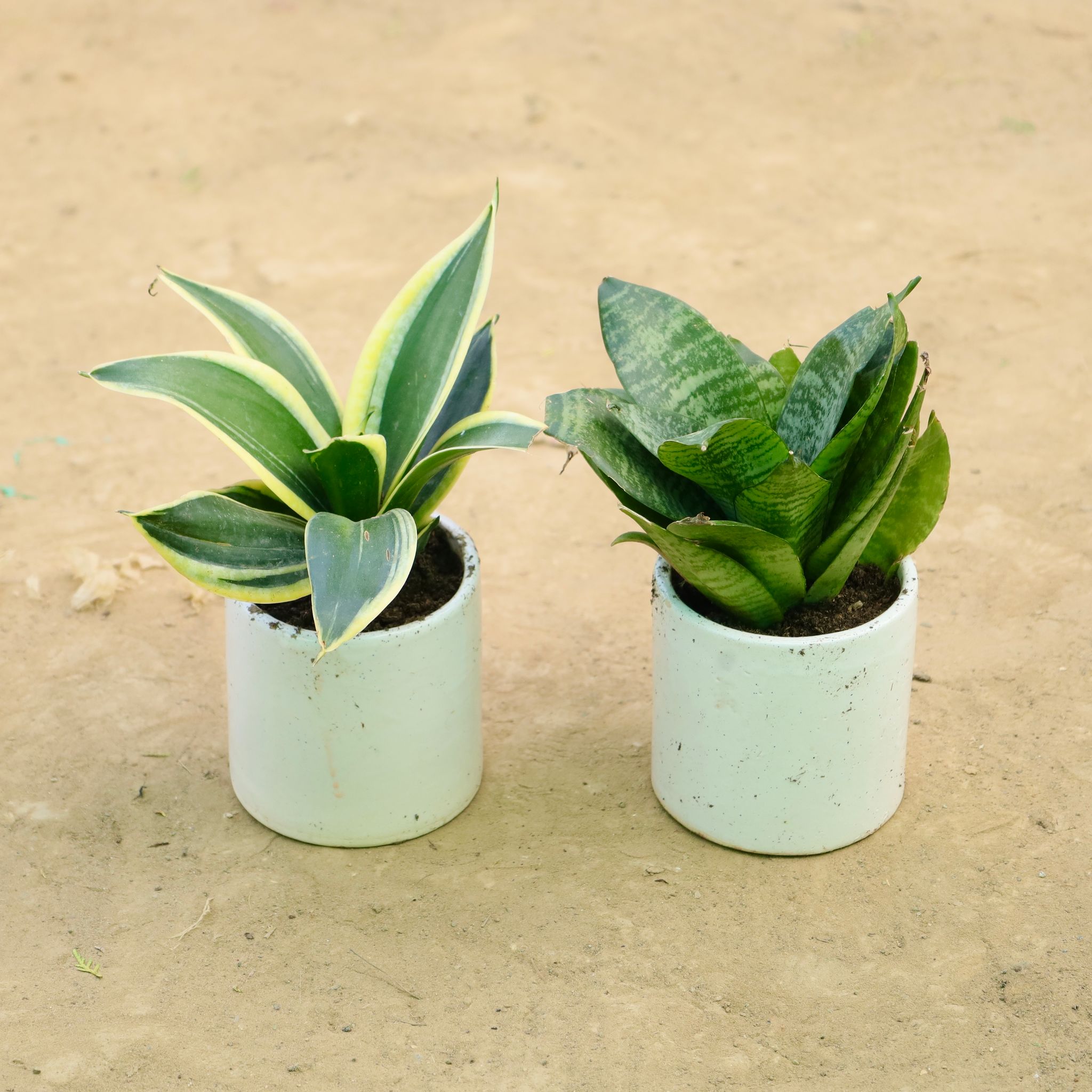 Double Snake Elegance: Set of 2 - Snake Yellow & Snake Green in 4 Inch White Pipe Designer Ceramic Pot