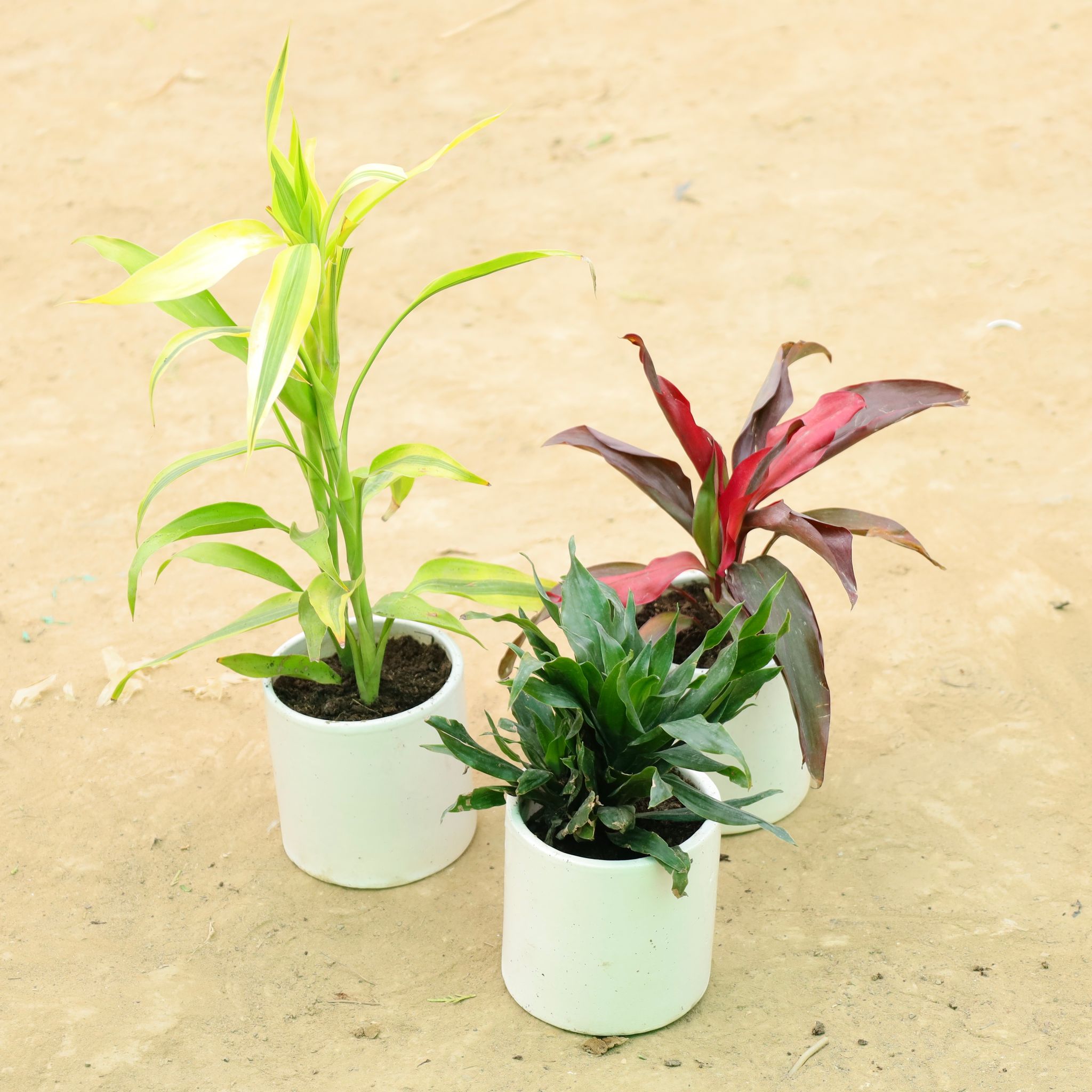 Good Luck Green Set: Set of 3 - Lucky Bamboo, Dracaena Rosea & Dracaena Compacta in 4 Inch White Pipe Designer Ceramic Pot